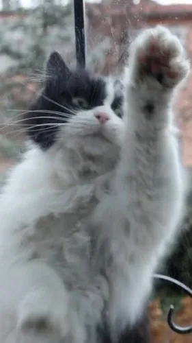 ‘CatVideoFest 2026’ event partners with Westfield shelter